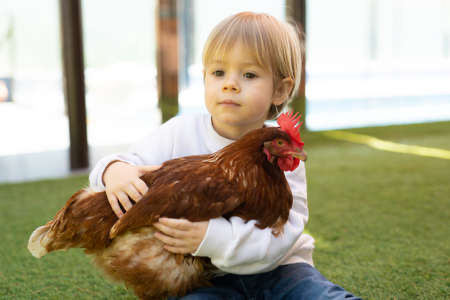 Kleiner Mensch trifft großes Huhn kind hält huhn im Arm