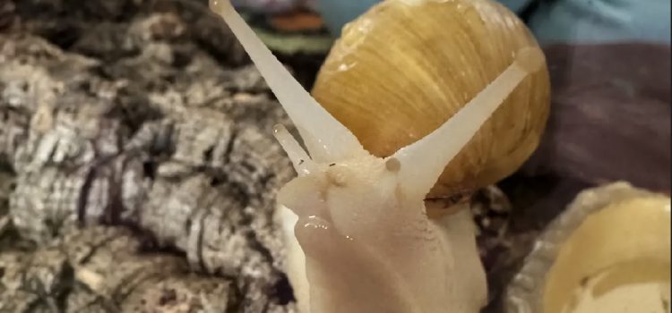 Unsere Schnecke „Turbo“ 🐌🌿