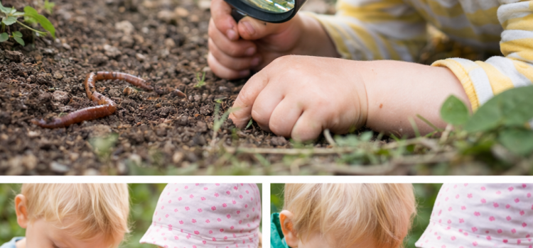 Regenwurm als Projektleiter Was macht der Regenwurm?