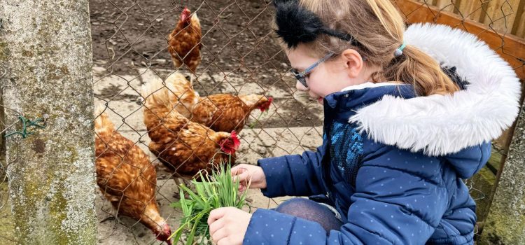 Wer hat das Huhn gefüttert?