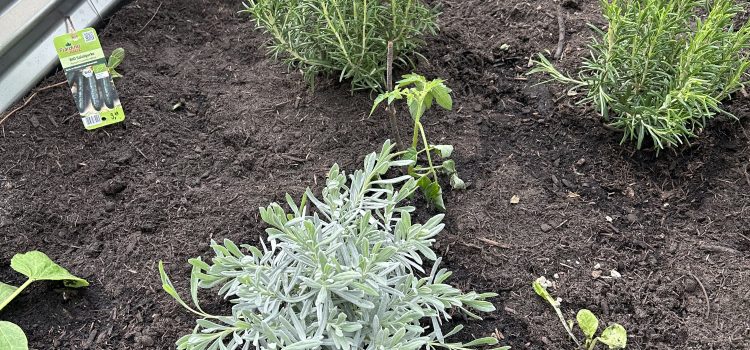Hochbeete bepflanzt🌱 Hochbeete bepflanzt🌱