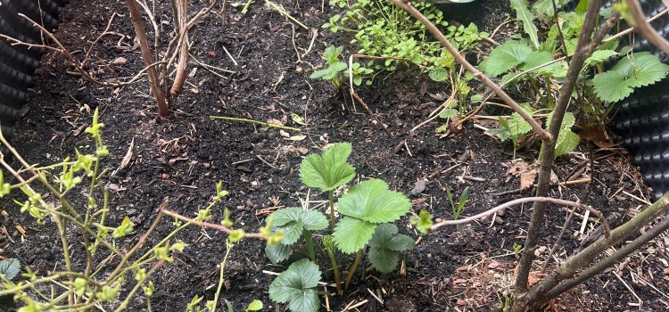 Frühling im Hochbeet 🍓