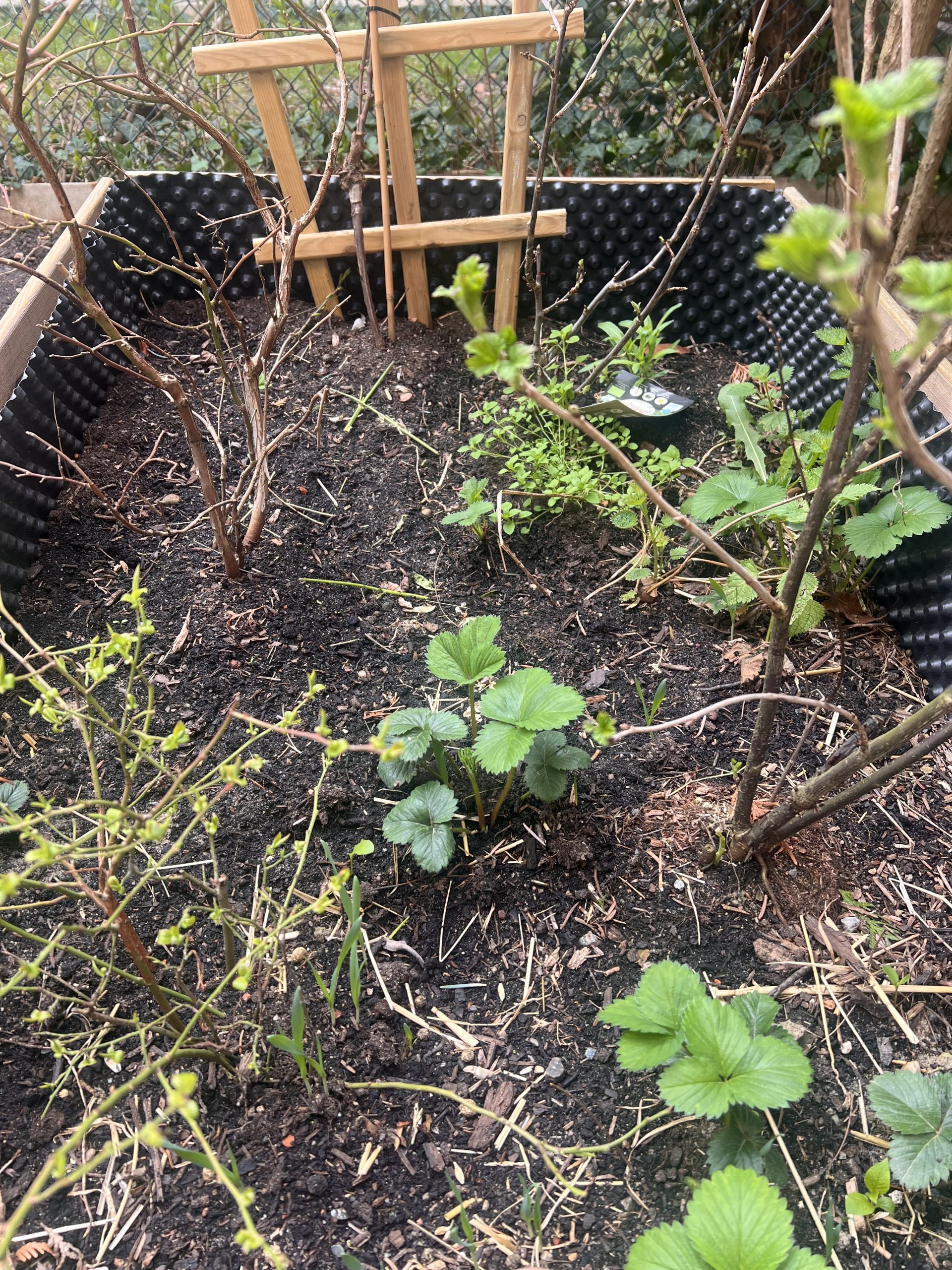 Frühling im Hochbeet 🍓